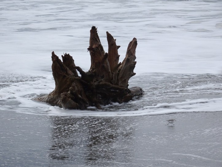 redwood-stump-and-solo-sanderling-humboldt-bay-nwr-1-2017-small