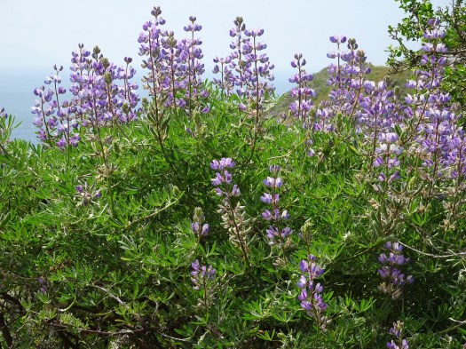 Bush lupine Marin Headlands 4-2018 small