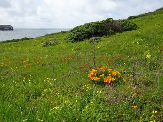 Marin Headlands view 4-2018 small
