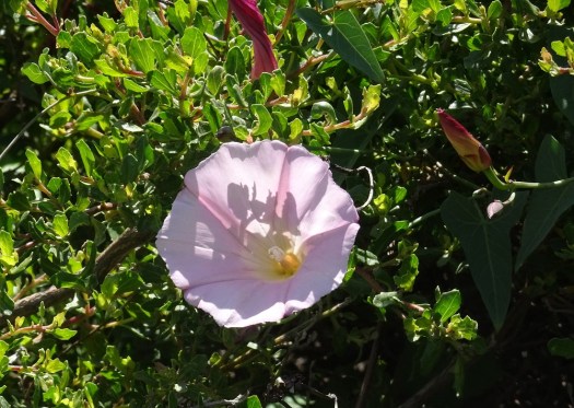 Morning glory Marin Headlands 4-2018 small
