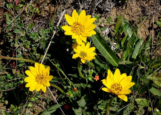 Mule-ears 2 Marin Headlands 4-2018 small