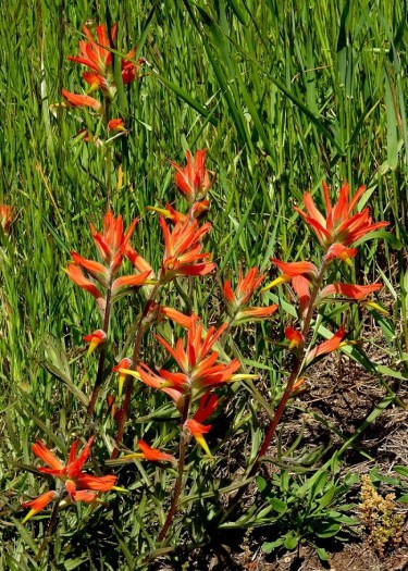 Paintbrush Marin Headlands 4-2018 small