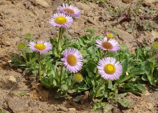 Seaside daisy Marin Headlands 4-2018 small