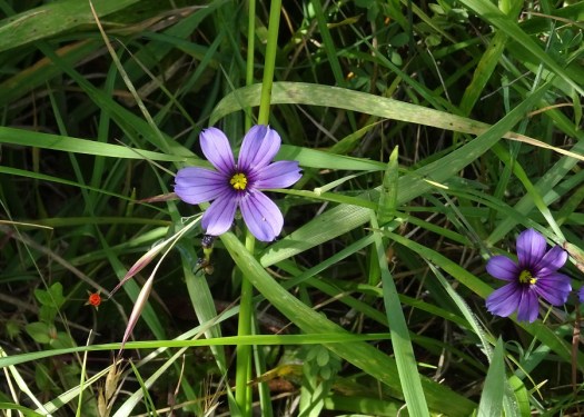 Western blue eyed grass Marin Headlands 4-2018 small