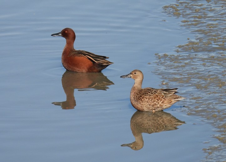Male and female brown ducks standing in water
