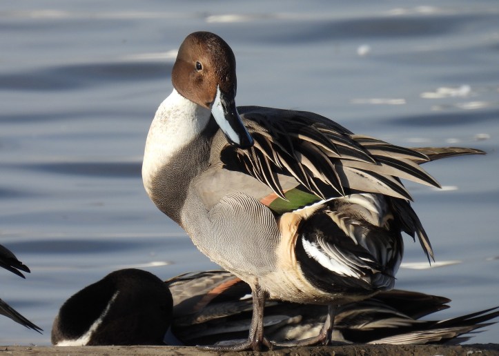Brown and white duck with blue and black beak