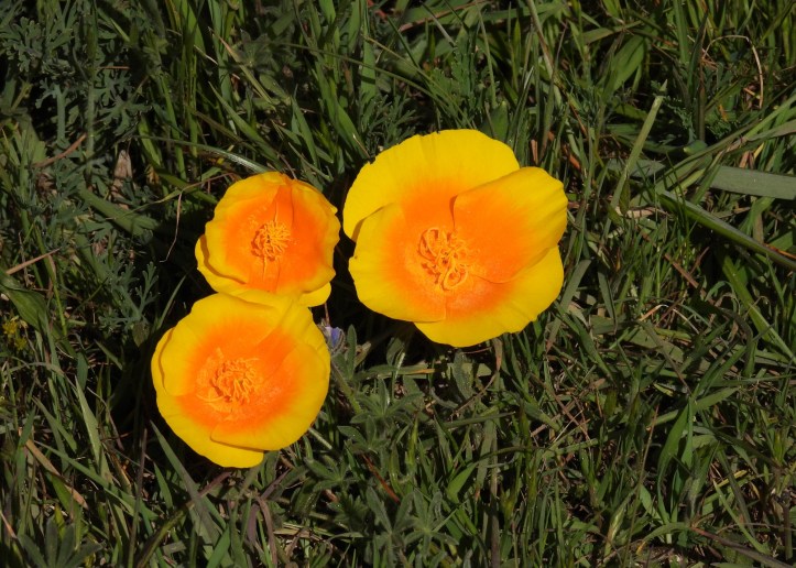 Orange California poppies in grass