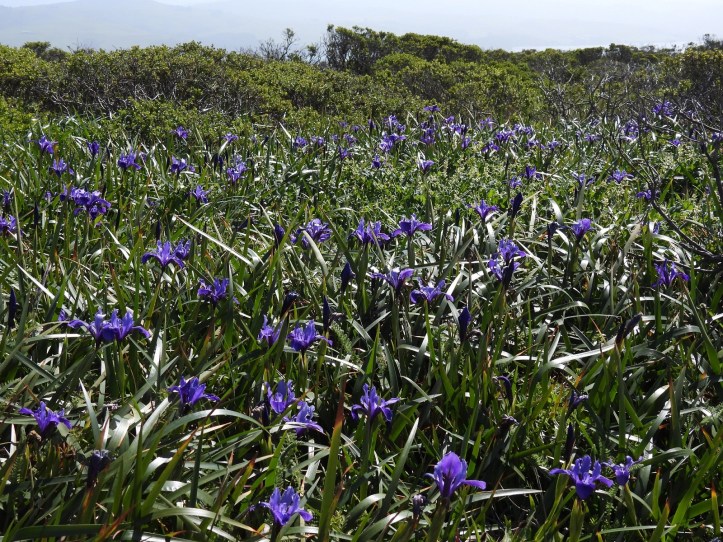 Purple iris blooming in grass