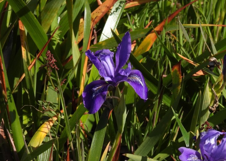 Purple flower in grass