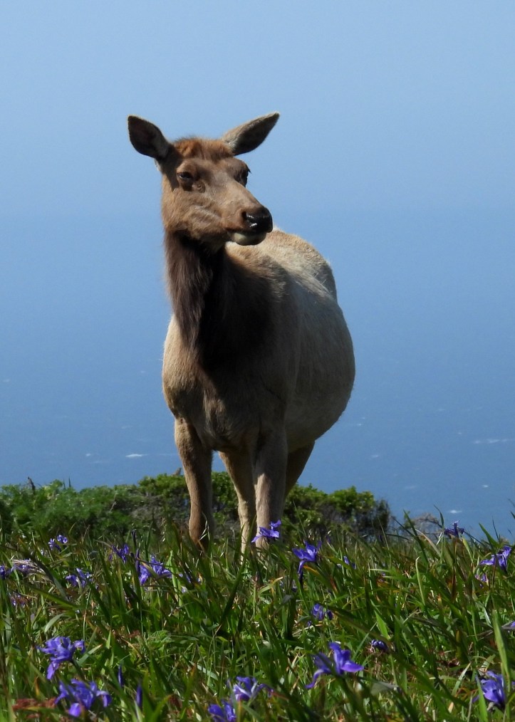 Female elk standing in a field with purple flowers