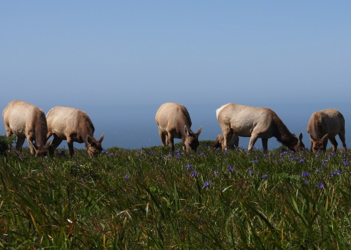 Group of elk grazing in a field