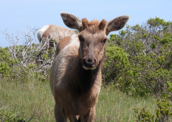 Young male elk in a field