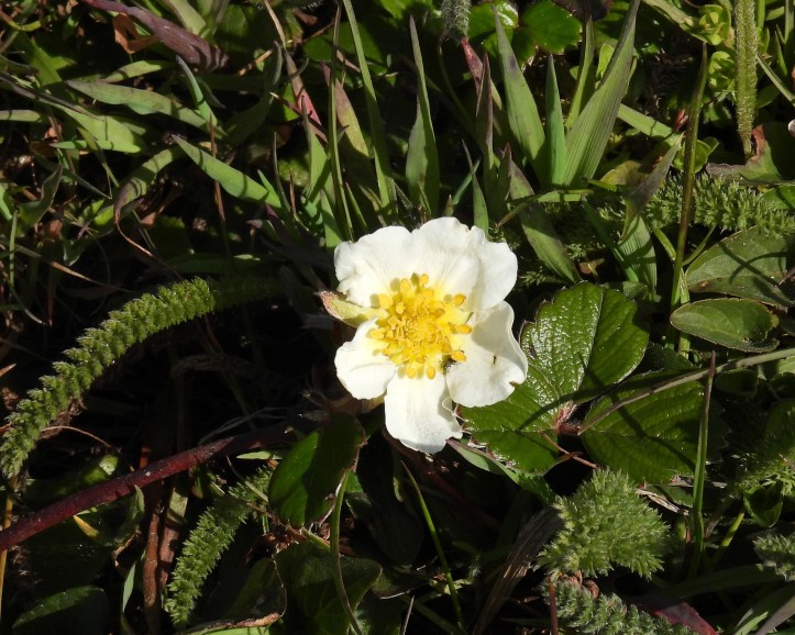 White and yellow wild strawberry flower in grass